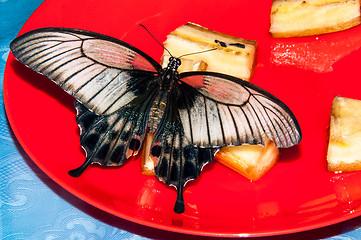Image showing Butterfly Papilio,