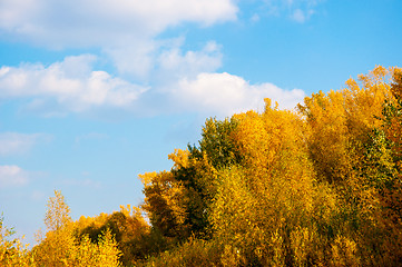 Image showing Autumn trees