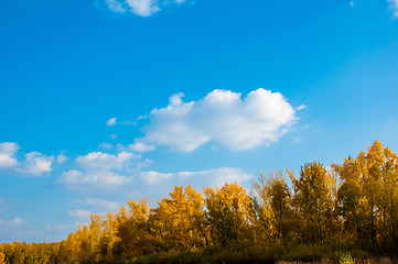 Image showing Autumn trees