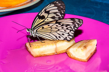 Image showing Butterfly Papilio,