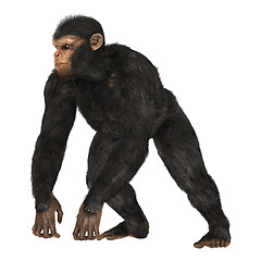 Image showing Chimpanzee