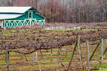 Image showing old vineyard in spring before season