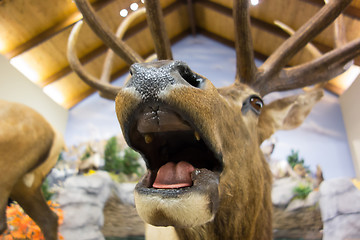 Image showing taxidermy stuffed deer buck