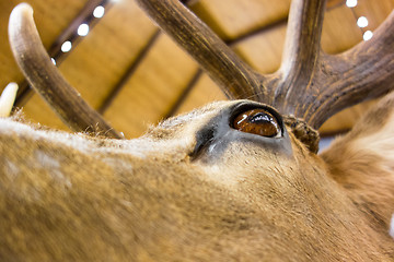 Image showing taxidermy stuffed deer buck