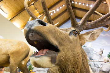 Image showing taxidermy stuffed deer buck