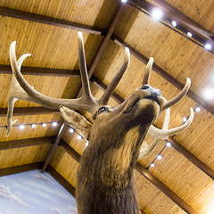 Image showing taxidermy stuffed deer buck