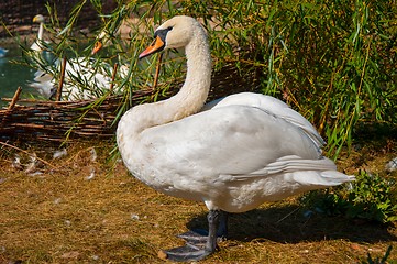 Image showing Swan white