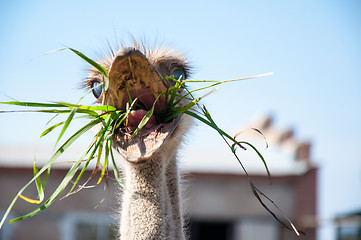 Image showing African ostrich