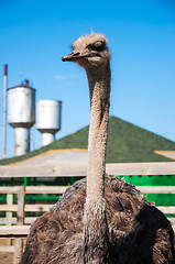 Image showing African ostrich