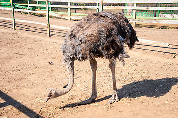 Image showing African ostrich