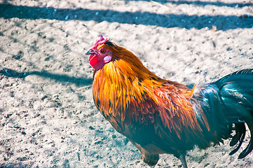 Image showing Decorative rooster