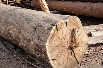 Image showing Timber or lumber