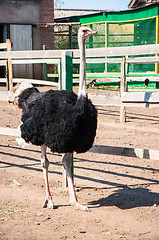 Image showing African ostrich