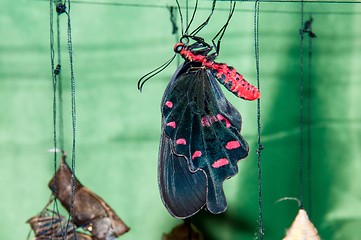 Image showing Butterfly Papilio