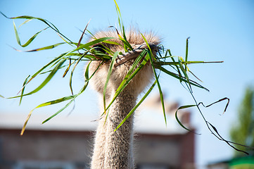 Image showing African ostrich