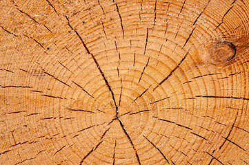 Image showing Timber or saw timber