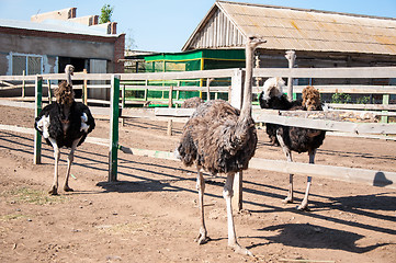 Image showing African ostrich