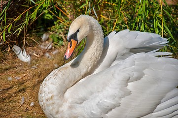 Image showing Swan white