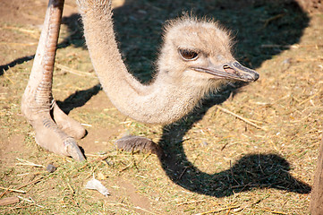 Image showing African ostrich