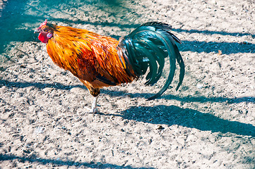 Image showing Decorative rooster