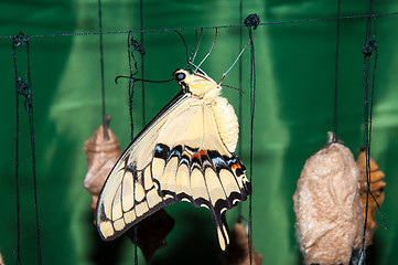 Image showing Butterfly Papilio