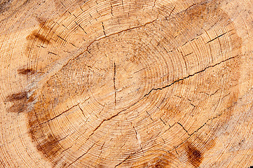 Image showing Timber or saw timber