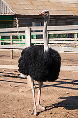 Image showing African ostrich