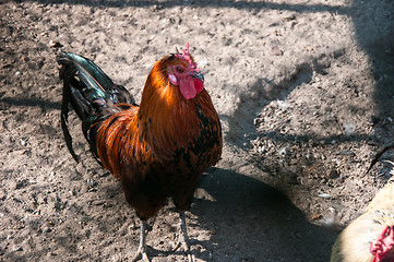 Image showing Decorative rooster