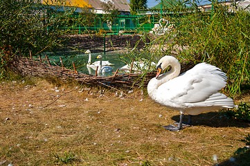 Image showing Swan white