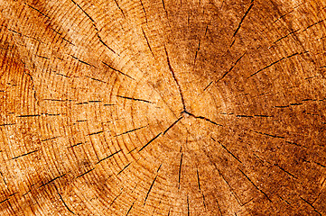 Image showing Timber or saw timber