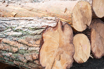 Image showing Timber or saw timber