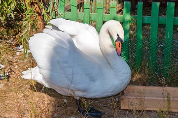 Image showing Swan white