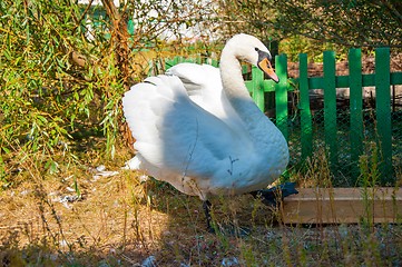 Image showing Swan white