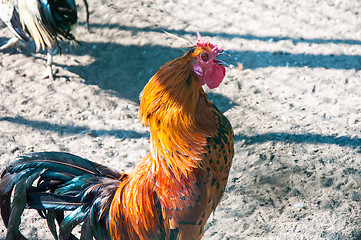 Image showing Decorative rooster