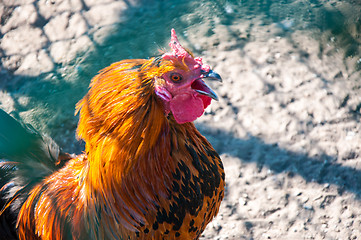 Image showing Decorative rooster