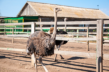 Image showing African ostrich