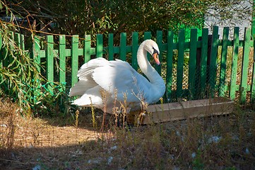 Image showing Swan white