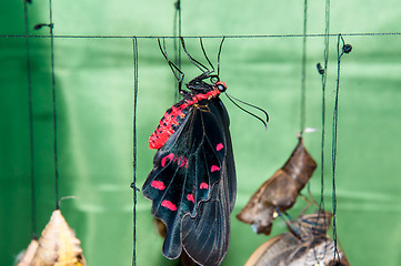 Image showing Butterfly Papilio