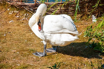 Image showing Swan white