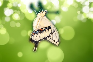 Image showing Butterfly Papilio