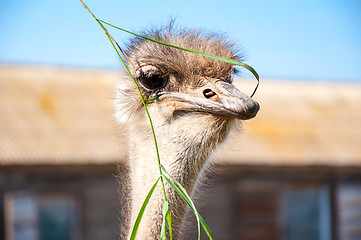 Image showing African ostrich