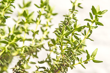 Image showing thyme