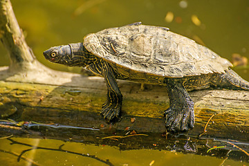 Image showing Coastal Cooter during a sun bath at a German lake 