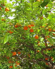 Image showing Mandarines on tree