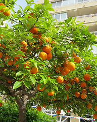 Image showing Mandarines on tree