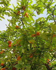 Image showing Mandarines on tree