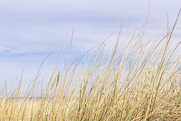 Image showing Dune grass on the Baltic Sea