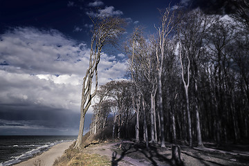 Image showing Ghost forest on the Baltic Sea