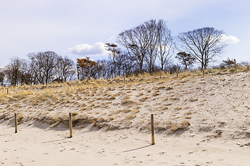 Image showing sand, dunes and trees