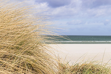 Image showing Dune grass on the Baltic Sea